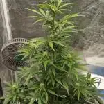 Sour Jealousy Auto 7 Gallon Growbag