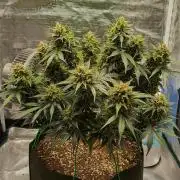 Sour Jealousy Auto 7 Gallon Growbag