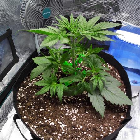 Sour Jealousy Auto 7 Gallon Growbag