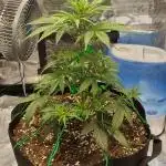 Sour Jealousy Auto 7 Gallon Growbag