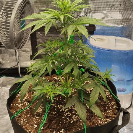 Sour Jealousy Auto 7 Gallon Growbag