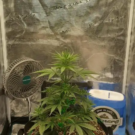Sour Jealousy Auto 7 Gallon Growbag