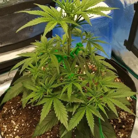 Sour Jealousy Auto 7 Gallon Growbag