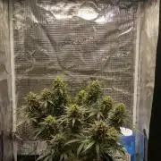 Sour Jealousy Auto 7 Gallon Growbag