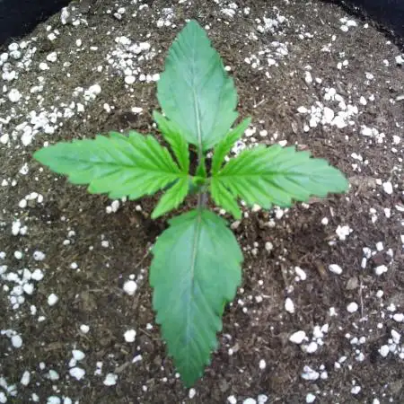 Sour Jealousy Auto 7 Gallon Growbag
