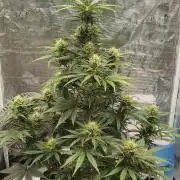 Sour Jealousy Auto 7 Gallon Growbag