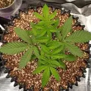 Super Lemon Haze Twins