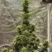 Sour Jealousy Auto 7 Gallon Growbag
