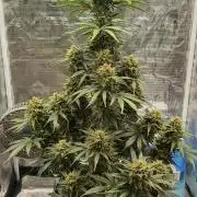 Sour Jealousy Auto 7 Gallon Growbag