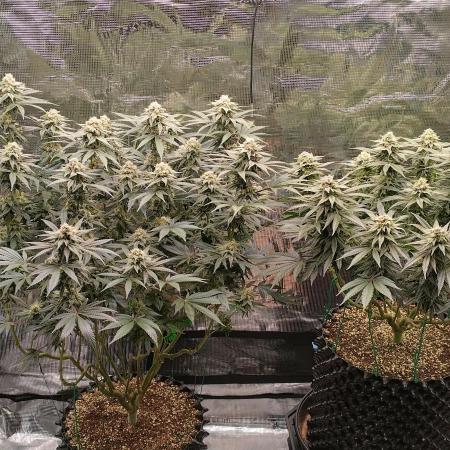 Super Lemon Haze Twins