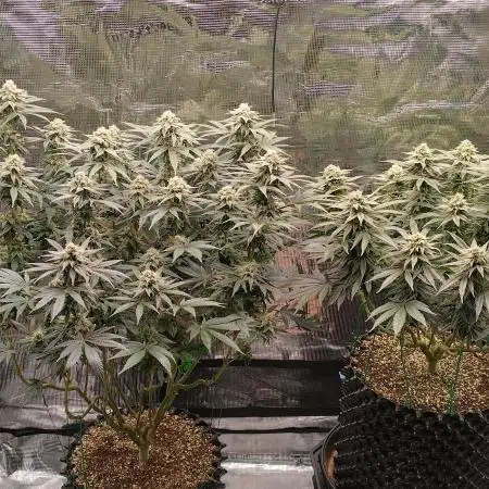 Super Lemon Haze Twins
