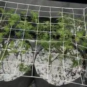 freak show growing 5 month veg