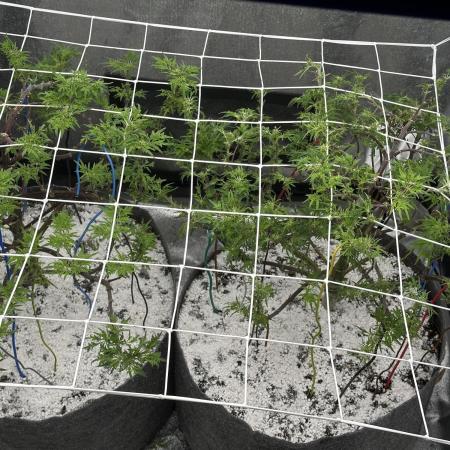 freak show growing 5 month veg