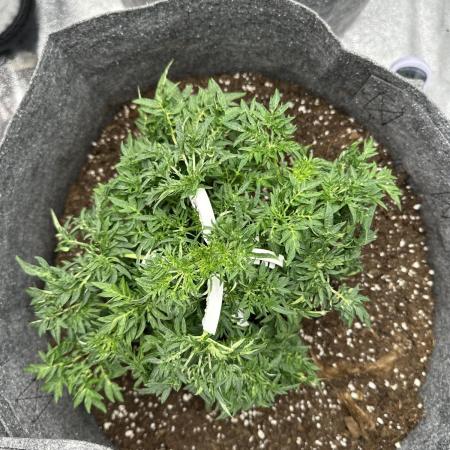 freak show growing 5 month veg