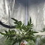 freak show growing 5 month veg