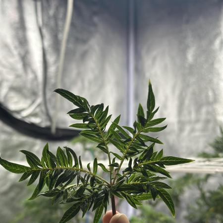 freak show growing 5 month veg