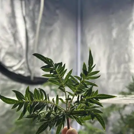 freak show growing 5 month veg