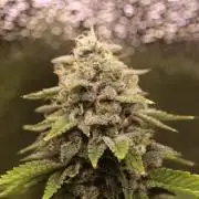 First grow Black Domina