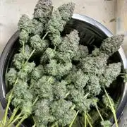 First grow Black Domina