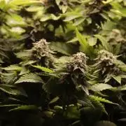 First grow Black Domina