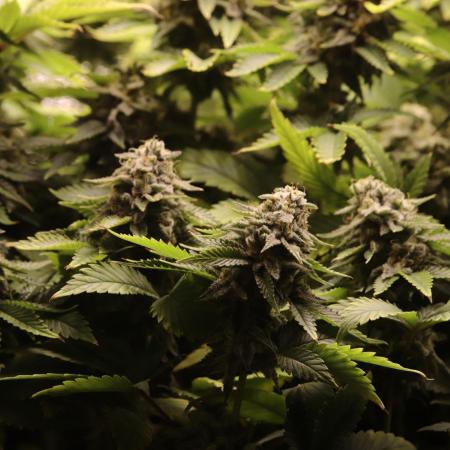 First grow Black Domina