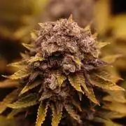 First grow Black Domina