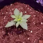 First grow Black Domina
