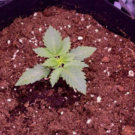 First grow Black Domina