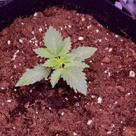 First grow Black Domina