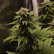 First grow Black Domina