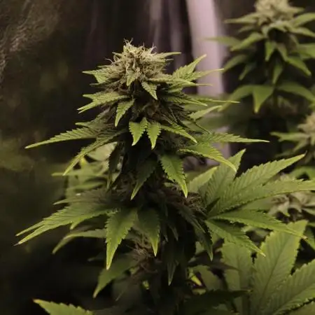 First grow Black Domina