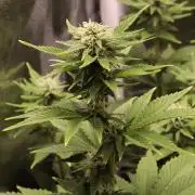 First grow Black Domina