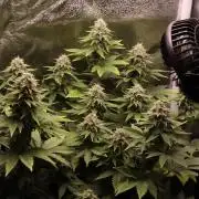 First grow Black Domina