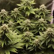 First grow Black Domina