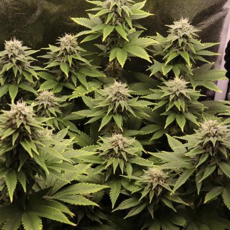 First grow Black Domina