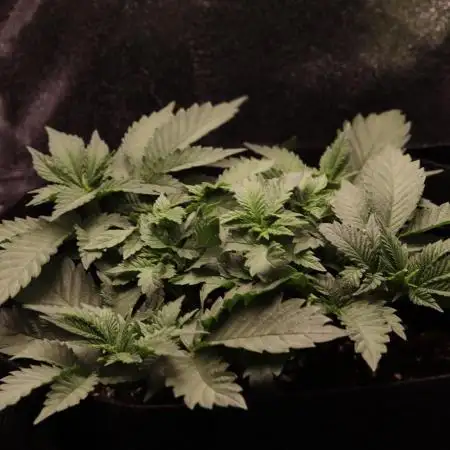 First grow Black Domina