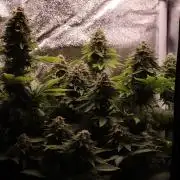 First grow Black Domina