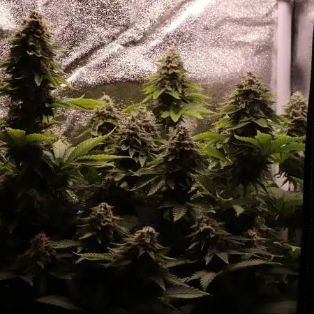 First grow Black Domina