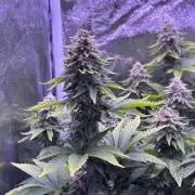 First grow Black Domina