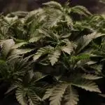 First grow Black Domina