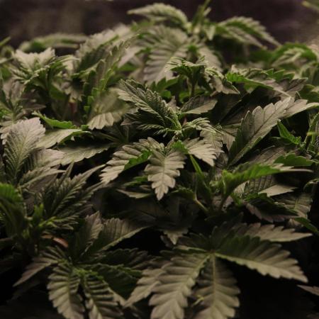 First grow Black Domina