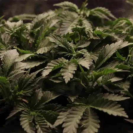 First grow Black Domina