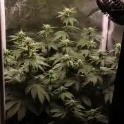 First grow Black Domina