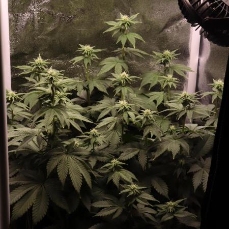 First grow Black Domina