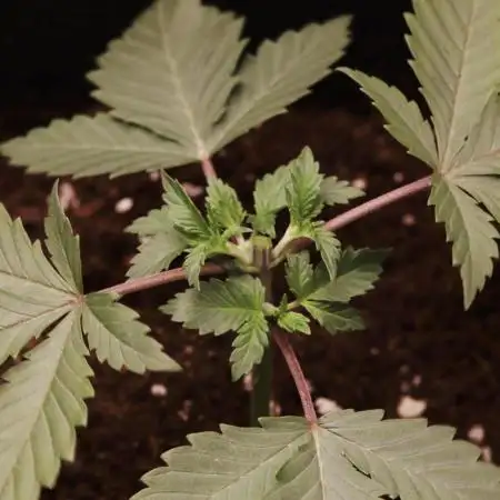 First grow Black Domina