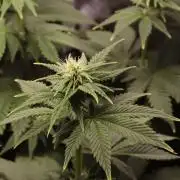 First grow Black Domina