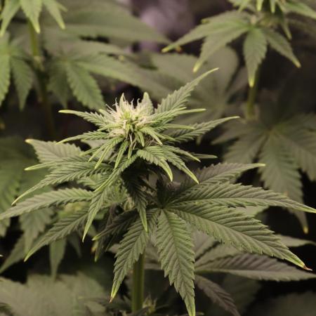 First grow Black Domina