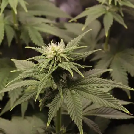 First grow Black Domina