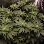 First grow Black Domina