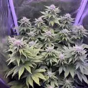 First grow Black Domina